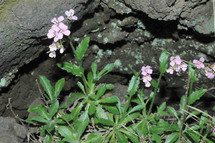 Arabis collina subsp. rosea / Arabetta rosea